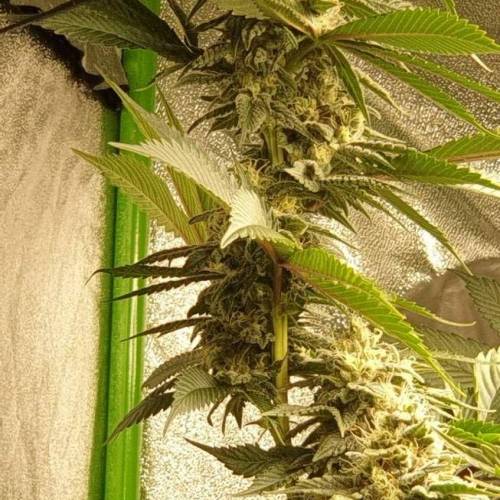 Hash bomb done properly. Week 8