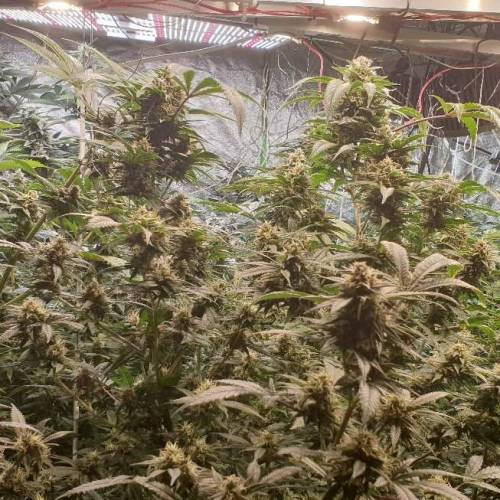 Hash bomb done properly. Week 8