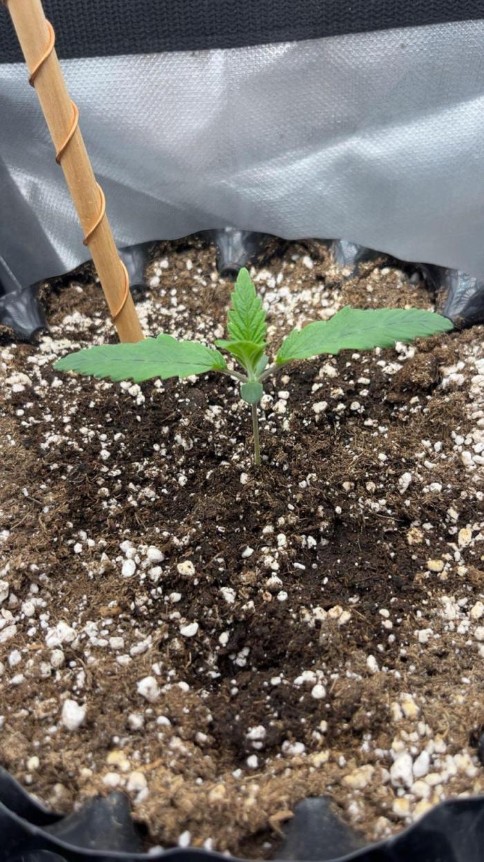 Durban Poison mini grow challenge. Week 1 - Day 8