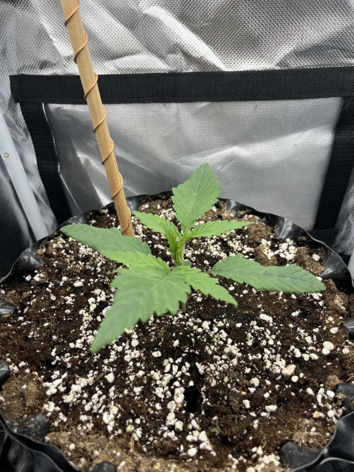 Durban Poison mini grow challenge. Week 2 - Day 13