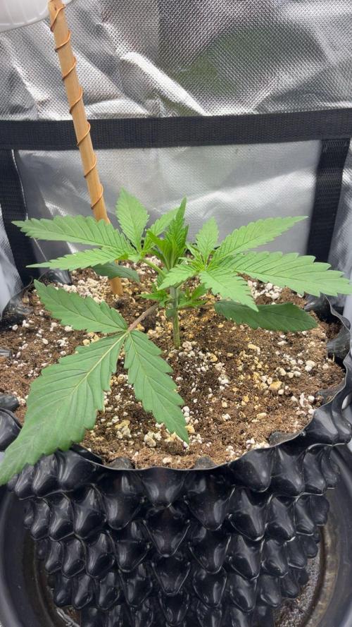 Durban Poison in a mini Tent. Week 3 - day 16