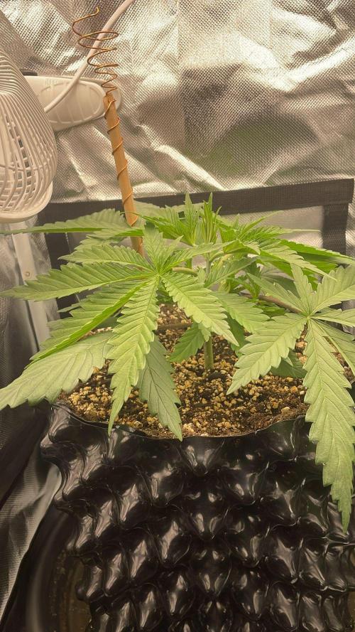 Durban Poison in a mini Tent. Week 3 - day 21