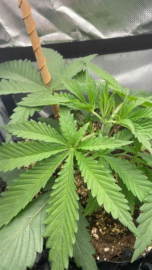 Durban Poison in a mini Tent. Week 3 - day 21 before topping