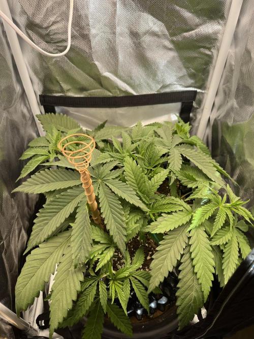 Durban Poison in a mini Tent. Week 4 - day 28, canopy starting to fill the surface nicely