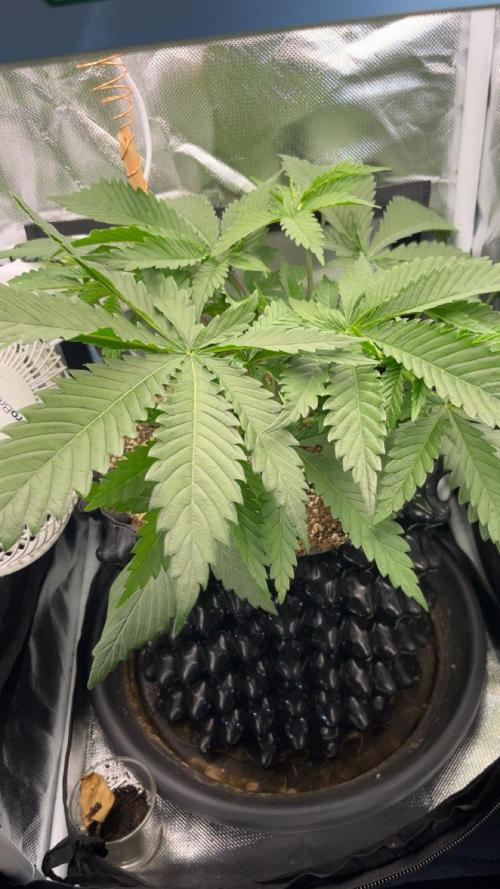 Durban Poison in a mini Tent. Week 4 - day 25