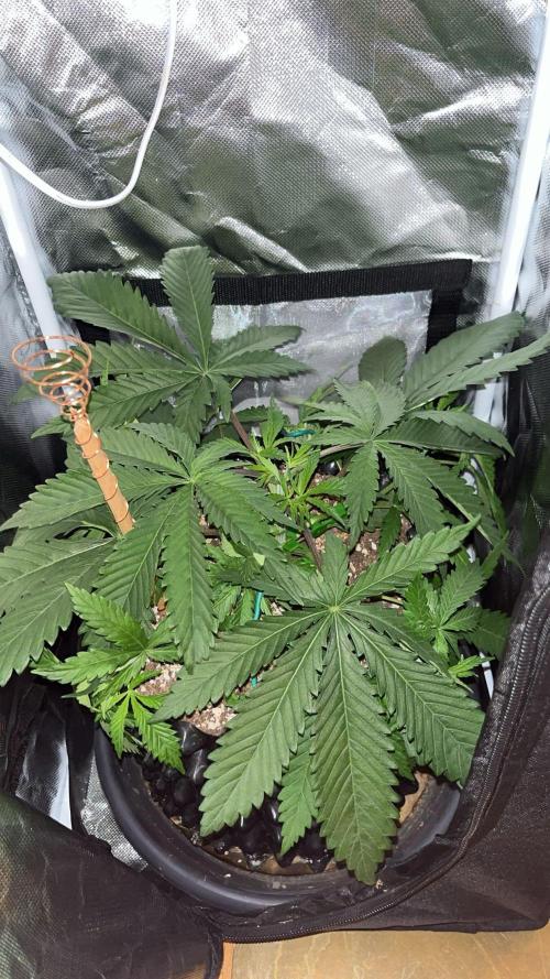 Durban Poison in a mini Tent. Week 4 - day 25 after some LST. See the green stem benders.