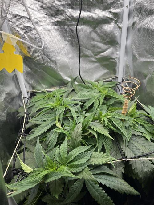Durban Poison in a mini Tent. Week 5 - day 35