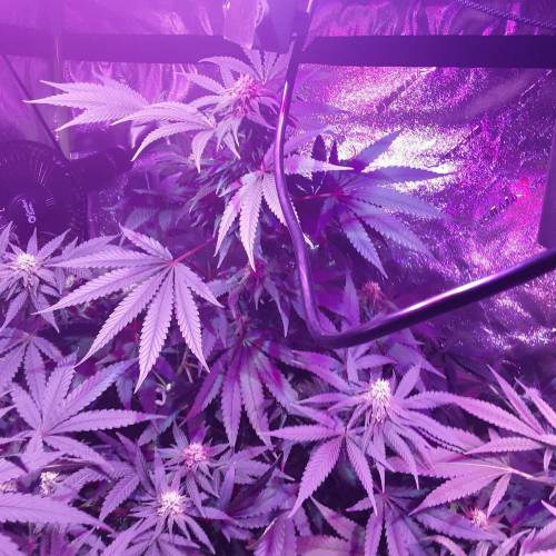 Girl Scout Cooke / Jack Herer, Big Bud, Girl Scout Cooke / Jack Herer