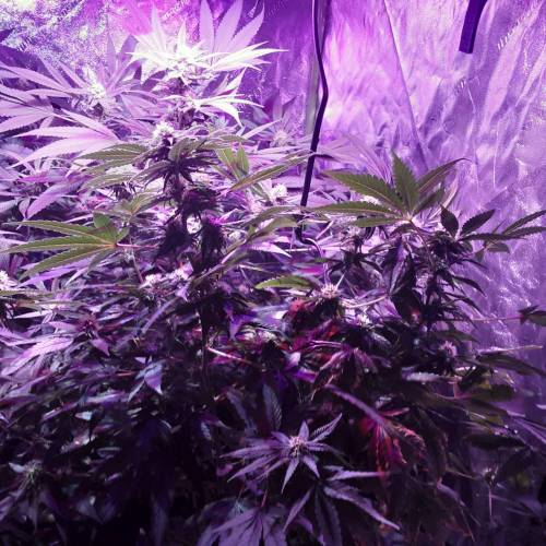 Girl Scout Cooke / Jack Herer, Big Bud, Girl Scout Cooke / Jack Herer