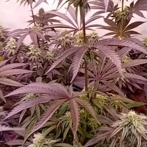 Purple City Genetics - SECRET MEETINGS