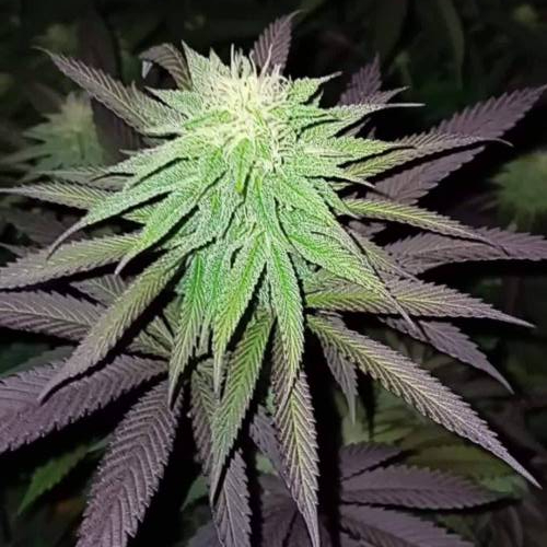 Purple City Genetics - SECRET MEETINGS