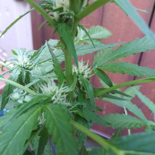 Gorilla glue auto. Week 1