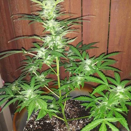 Gorilla glue auto. Week 1