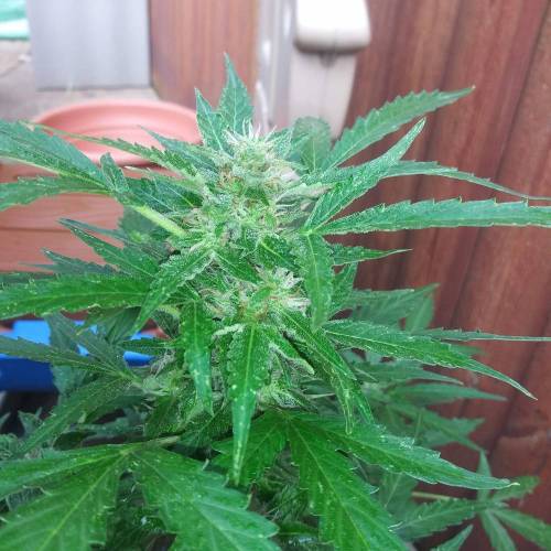 Gorilla glue auto. Week 1