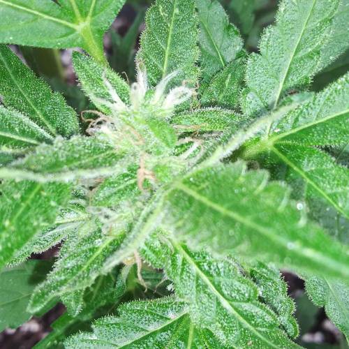 Gorilla glue auto. Week 1