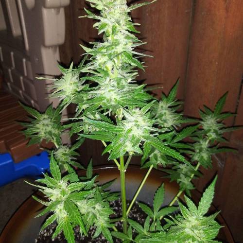 Gorilla glue auto. Week 1