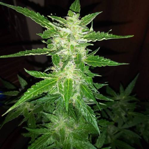 Gorilla glue auto. Week 1