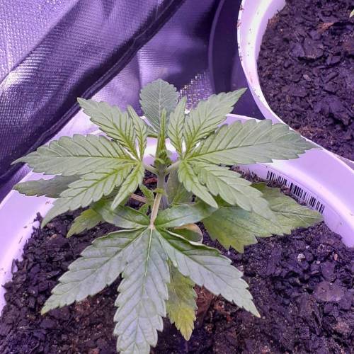 First Grow Indoor. Week 3 - Mo