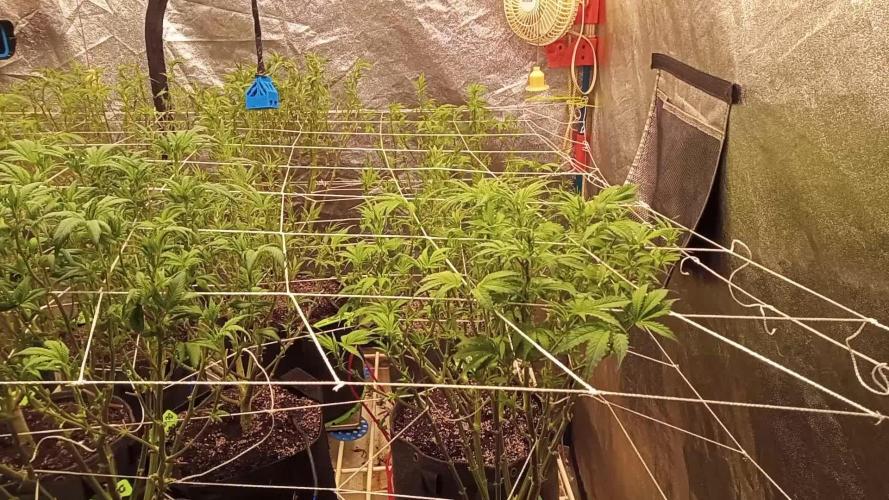 2025 Cali Gas OG