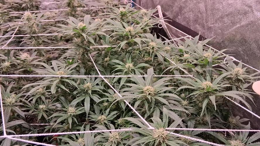 2025 Cali Gas OG
