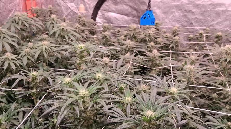 2025 Cali Gas OG