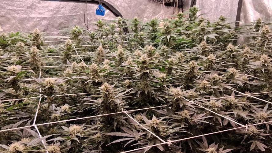 2025 Cali Gas OG