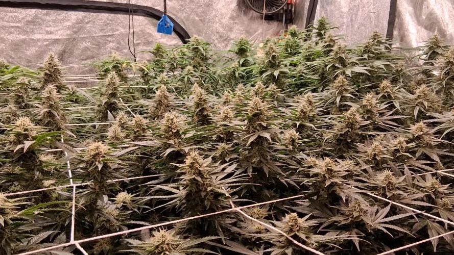 2025 Cali Gas OG