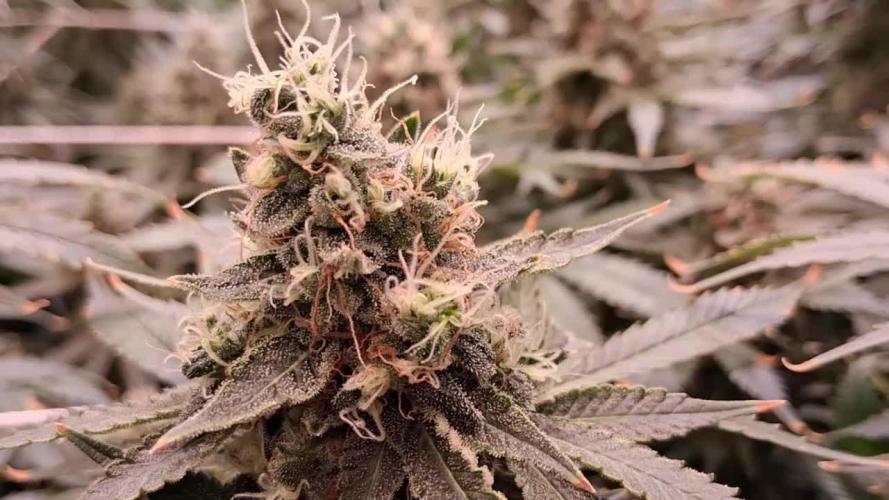 2025 Cali Gas OG