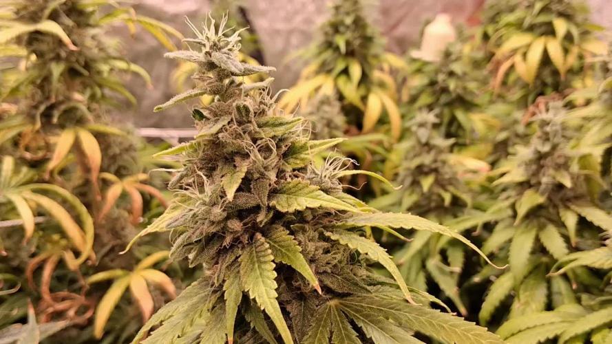 2025 Cali Gas OG