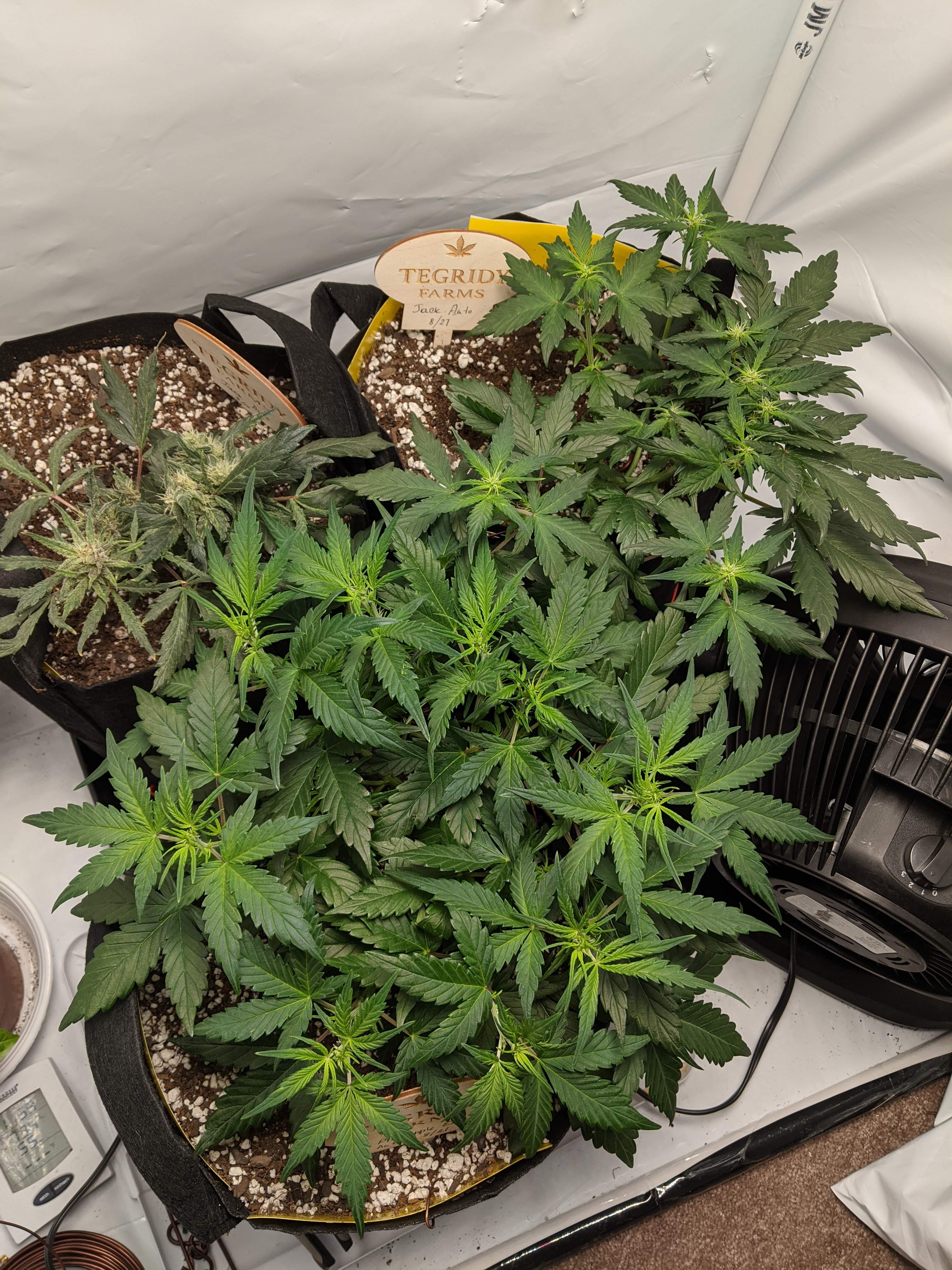 FastBuds Pineapple Express Auto grow journal week5 by daybreaksky