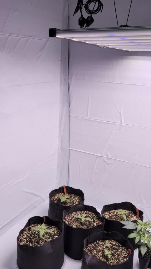 RQS - Autoflower grow - Super Soil