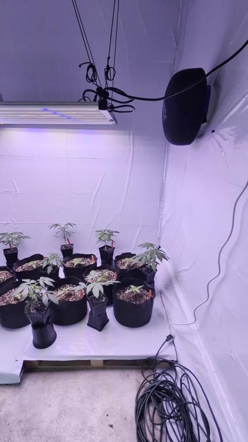 RQS - Autoflower grow - Super Soil