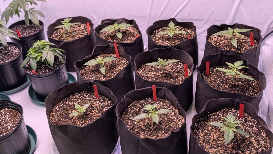 RQS - Autoflower grow - Super Soil. Week 4