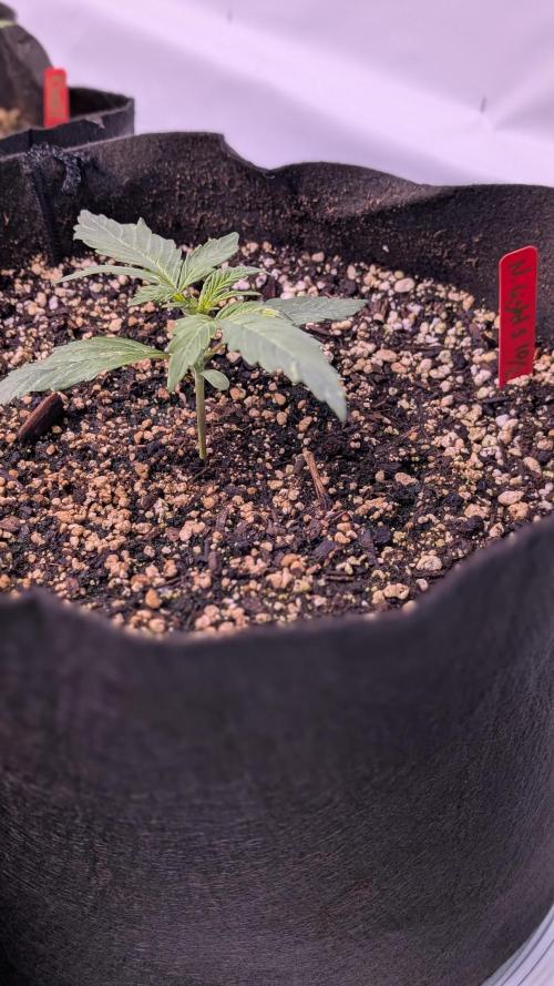 RQS - Autoflower grow - Super Soil. Week 4