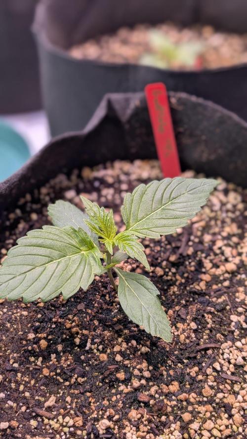 RQS - Autoflower grow - Super Soil. Week 4