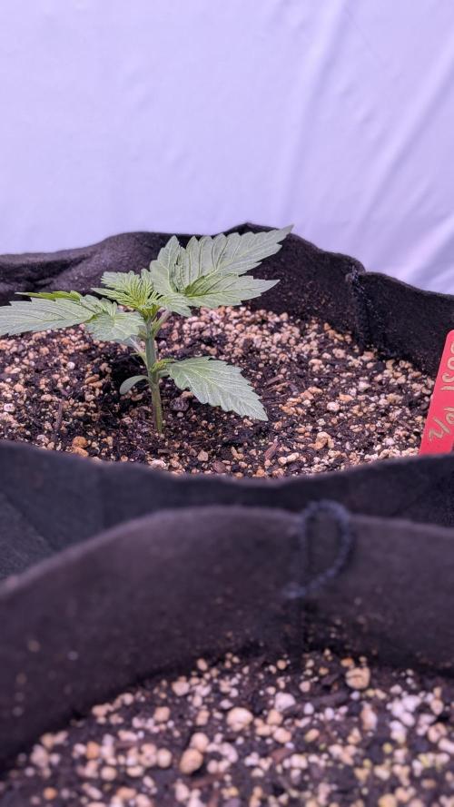 RQS - Autoflower grow - Super Soil. Week 4