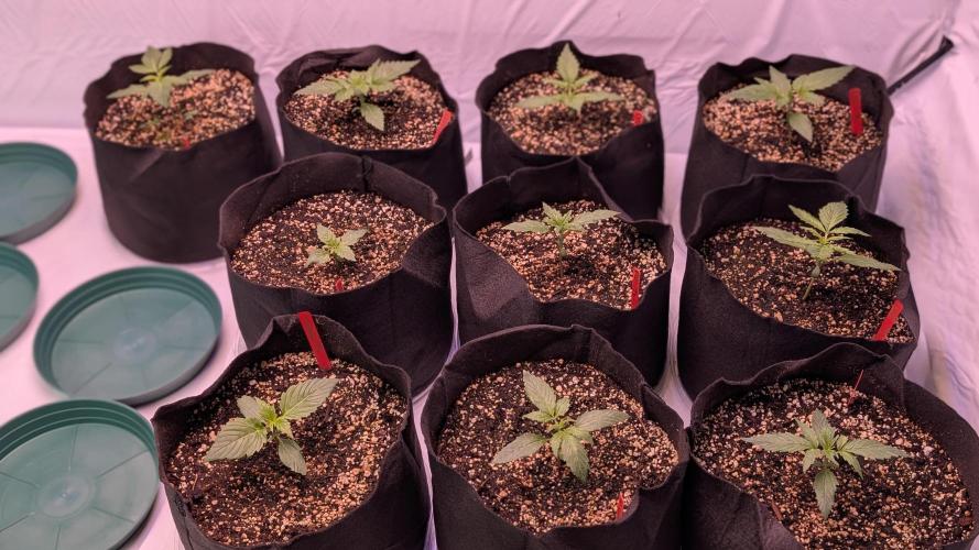 RQS - Autoflower grow - Super Soil. Week 4