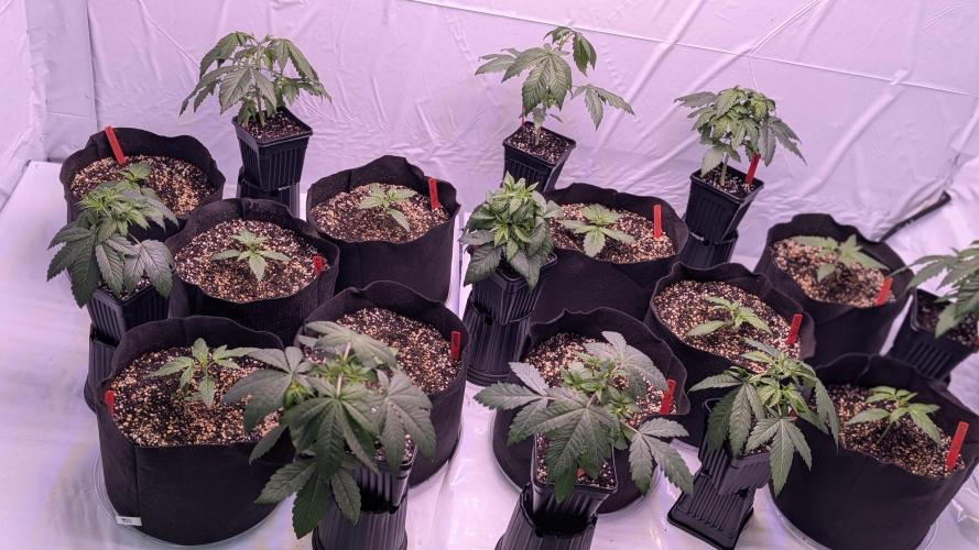 RQS - Autoflower grow - Super Soil. Week 4