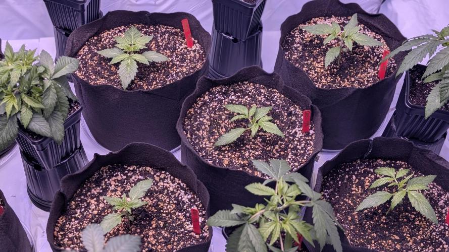 RQS - Autoflower grow - Super Soil. Week 4