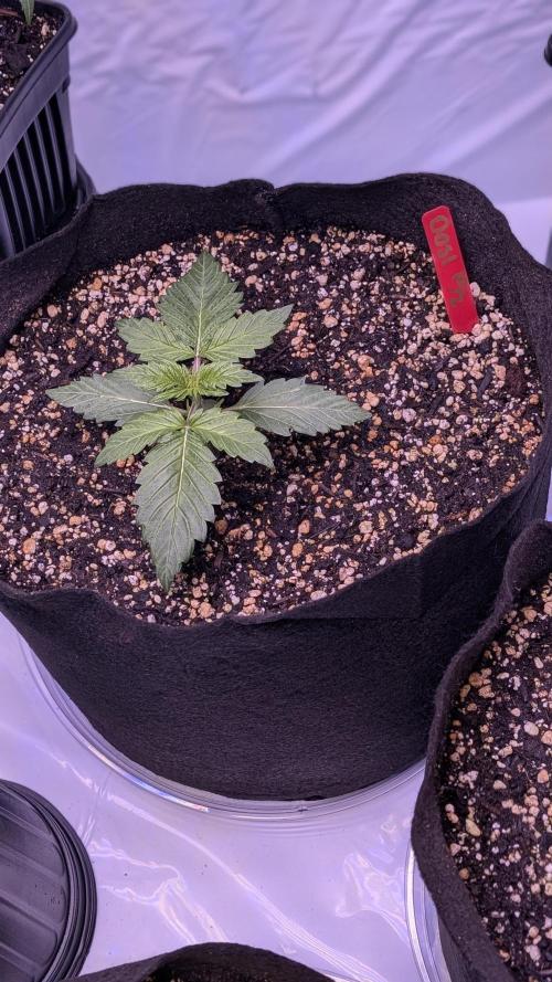 RQS - Autoflower grow - Super Soil. Week 4