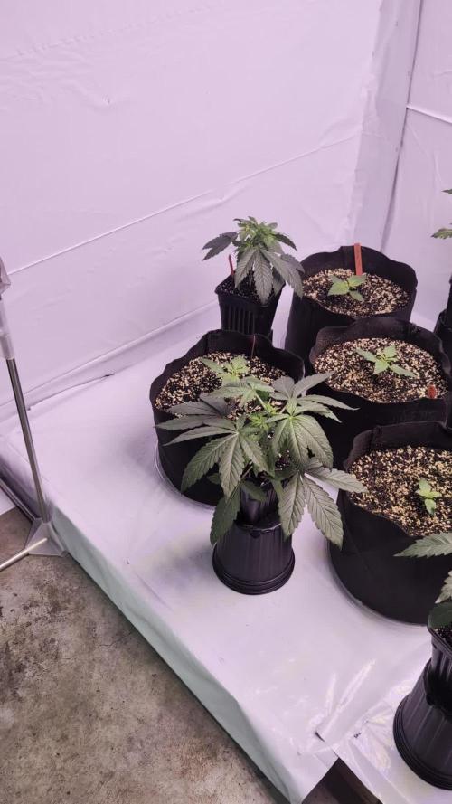 RQS - Autoflower grow - Super Soil