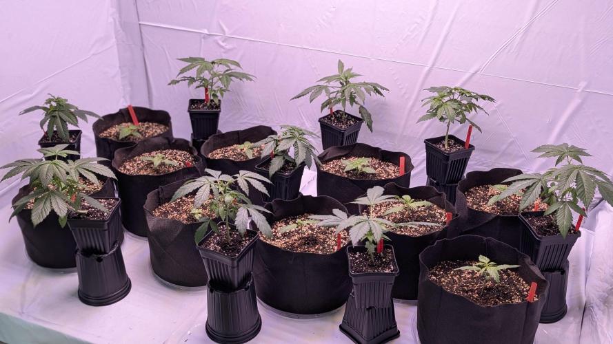 RQS - Autoflower grow - Super Soil. Week 4