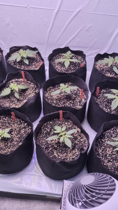 RQS - Autoflower grow - Super Soil