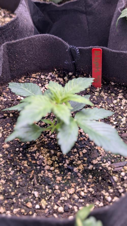 RQS - Autoflower grow - Super Soil. Week 5