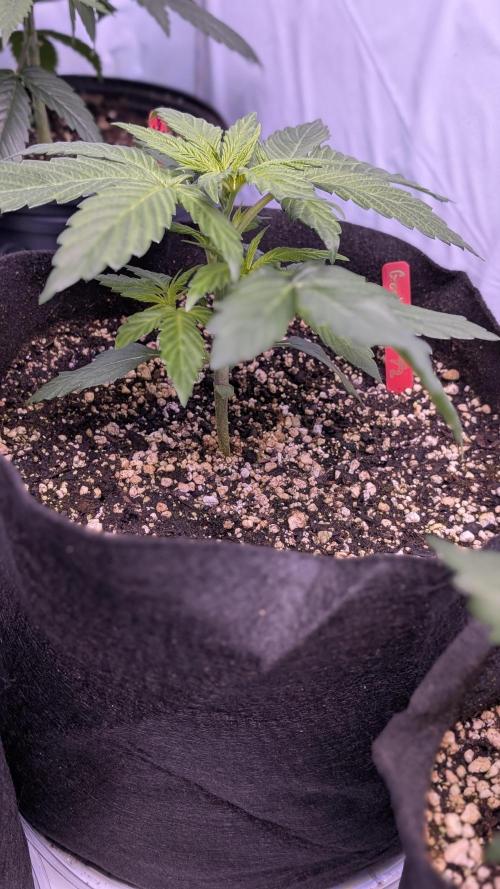 RQS - Autoflower grow - Super Soil. Week 5