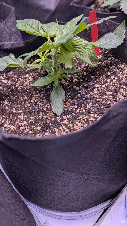 RQS - Autoflower grow - Super Soil. Week 5