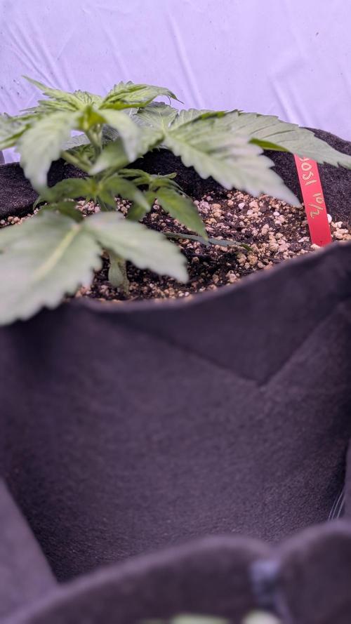 RQS - Autoflower grow - Super Soil. Week 5