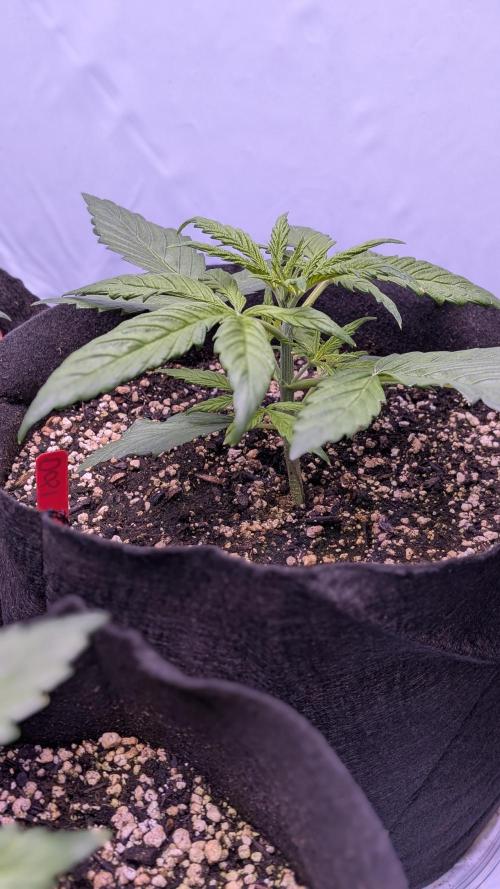 RQS - Autoflower grow - Super Soil. Week 5