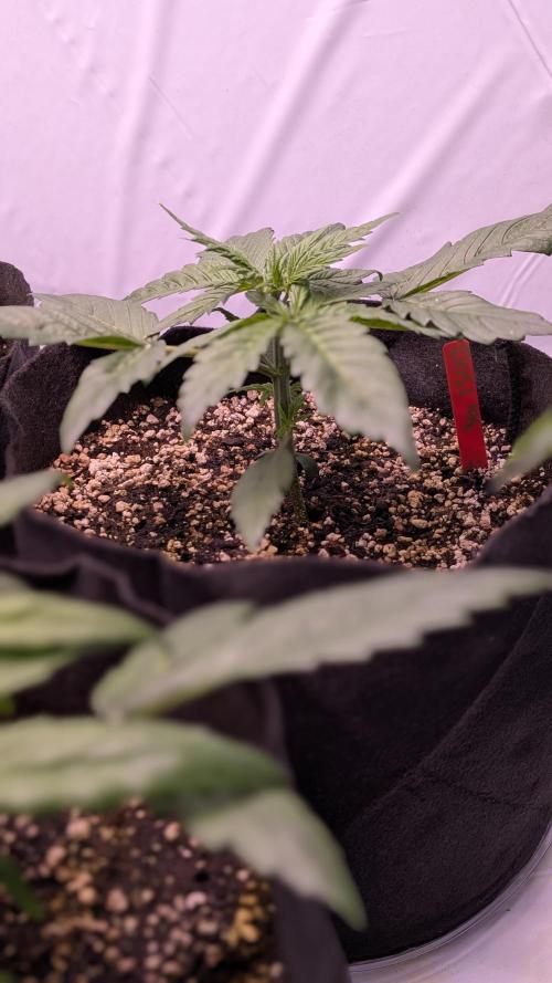 RQS - Autoflower grow - Super Soil. Week 5