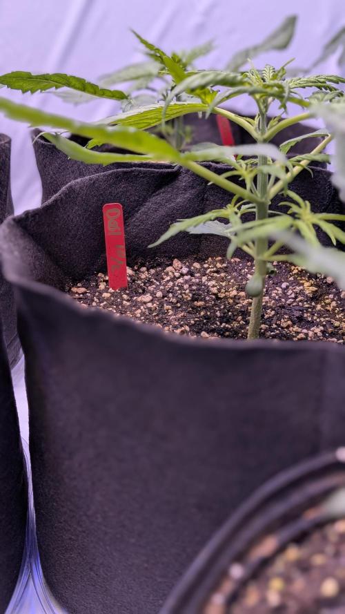 RQS - Autoflower grow - Super Soil. Week 5